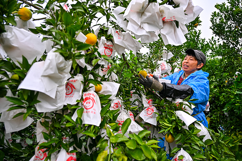 图片默认标题_fororder_2025年10月29日,在四川省眉山市仁寿县藕塘镇明珠村铧锐柑橘园里,村民们正在给柑橘套袋。-(2)