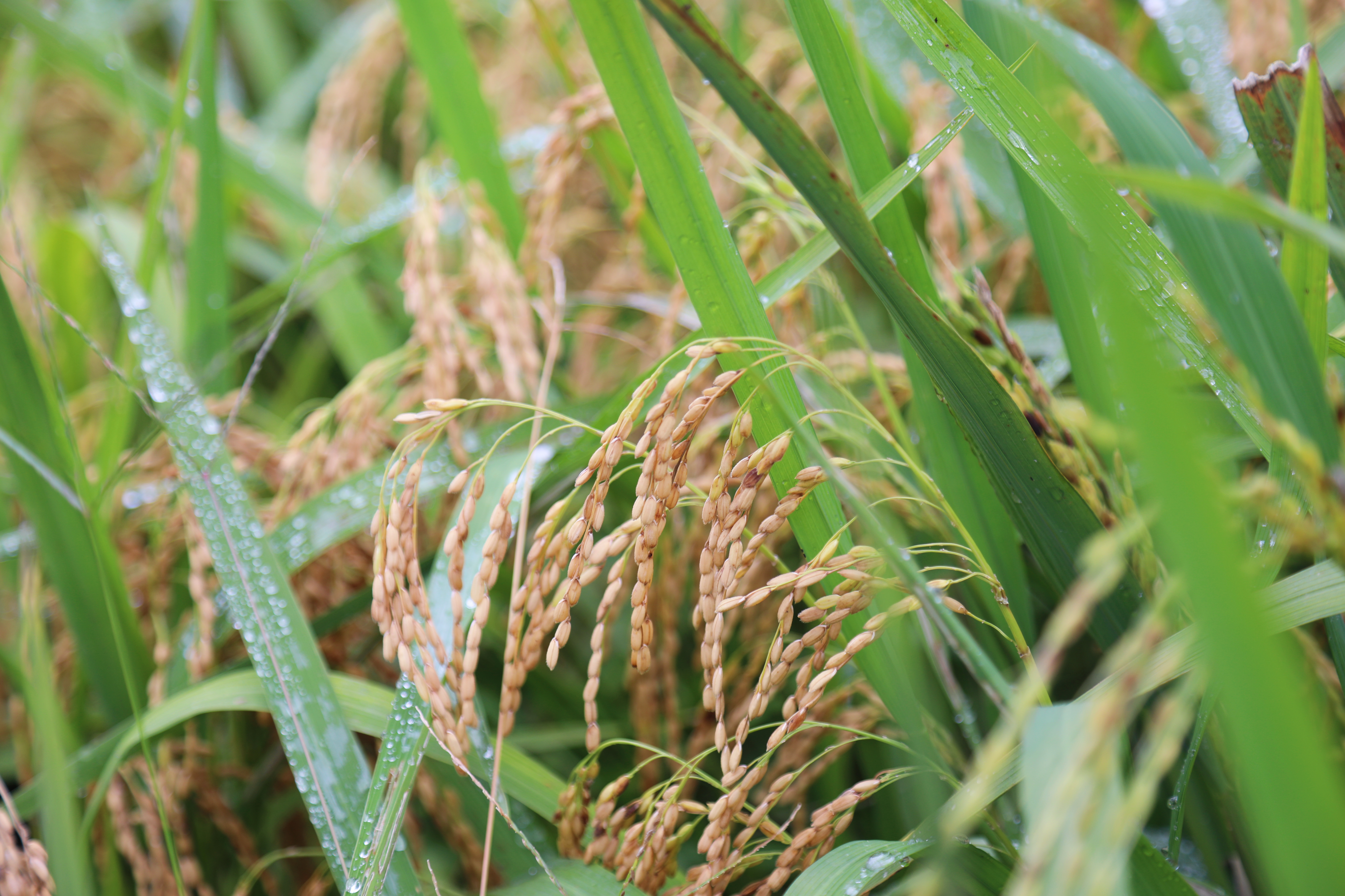 合江县:再生稻收成再创新高 亩产突破500公斤_fororder_大桥镇上房村的吨粮田再生稻(摄影 秦子涵)