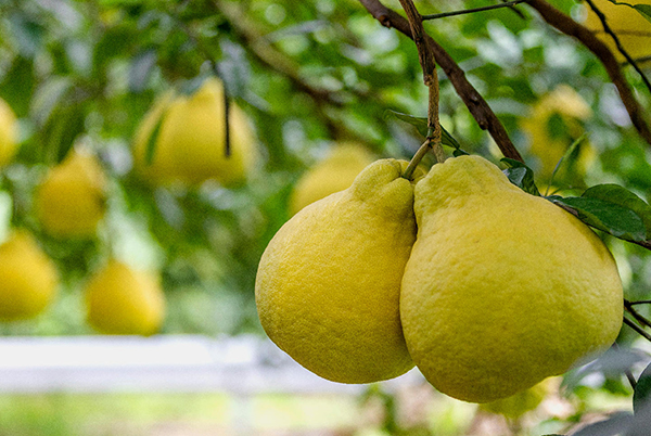 真龙柚的清甜 藏着怎样的合江密码?_fororder_合江真龙柚(摄影-吴明辉)