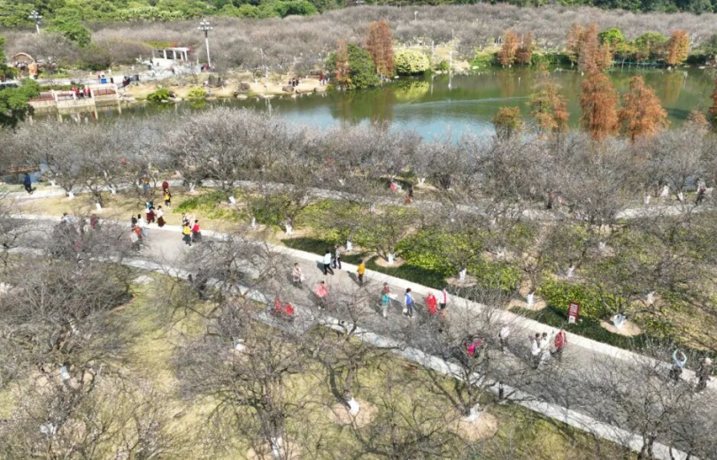 라오강 향설 문화 시즌 개막, 매화는 1월 3일 전후로 절정
