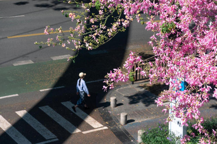 광저우 황푸 가장 아름다운 '공중 화원' 전국운동회 맞이해 활짝_fororder_图片444