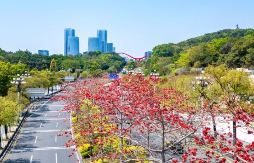 광저우 황푸의 봄, 얼마나 아름다운지!