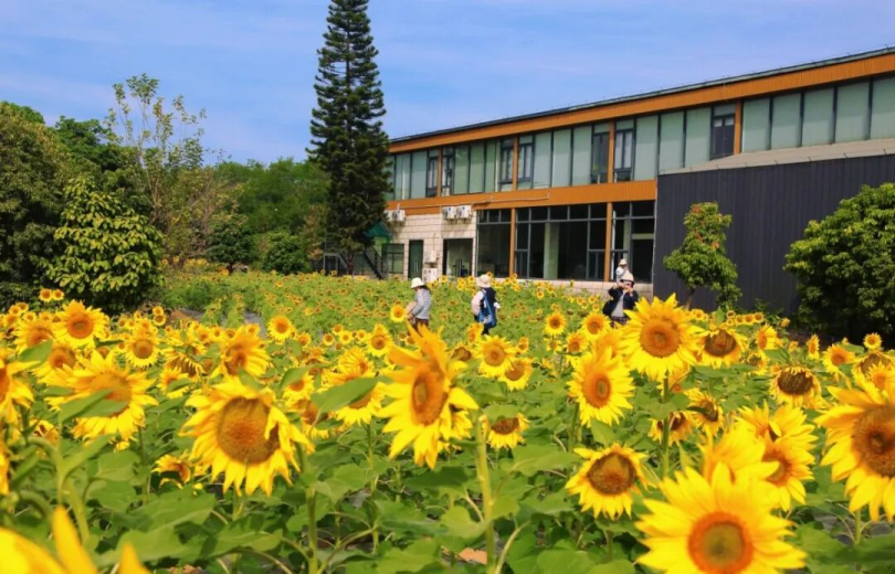 광저우 황푸 현실판 ‘반 고흐 그림’! 해바라기 꽃밭이 눈부시게 피어나다