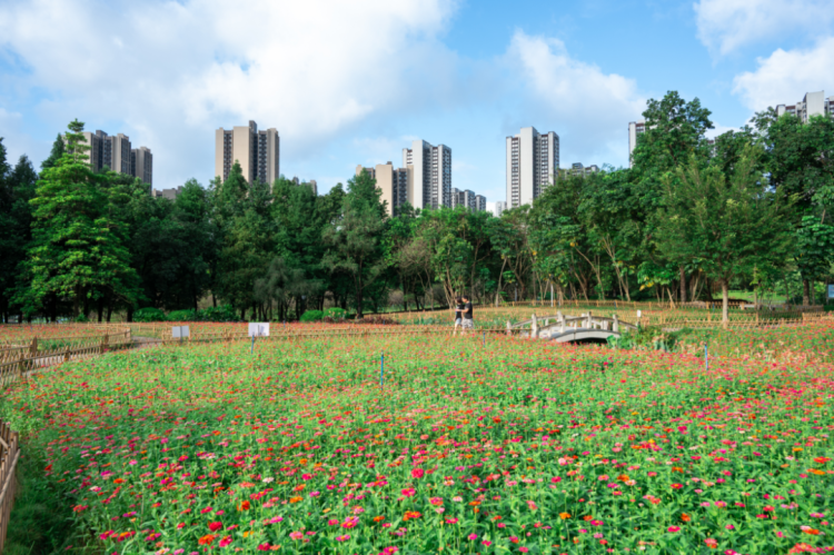 광저우 황푸 가장 아름다운 '공중 화원' 전국운동회 맞이해 활짝_fororder_图片6666