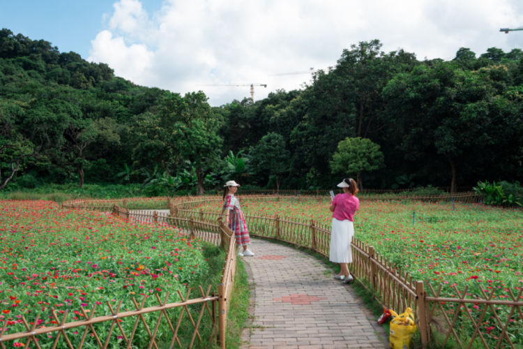 광저우 황푸 가장 아름다운 '공중 화원' 전국운동회 맞이해 활짝_fororder_图片7777
