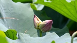 并蒂莲现身福州左海公园