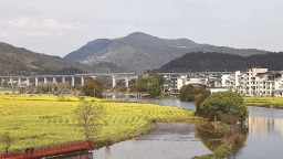 武夷山市南岸村油菜花竞相开放