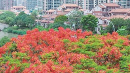 漳州九十九湾：凤凰花开 红似火