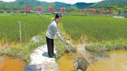 福州罗源西兰乡：稻在水中长 鱼在田里游