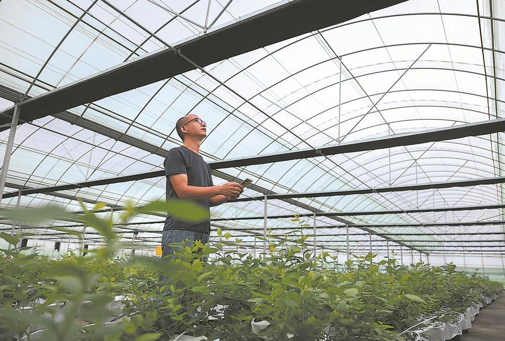 漳州长泰：科技赋能 低效用地变身高品质蓝莓基地