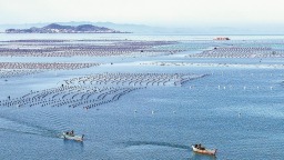 福州连江赤才村海域海洋牧场作业忙