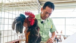 福州闽清毛脚鸡：六百年“羽”脉重焕生机