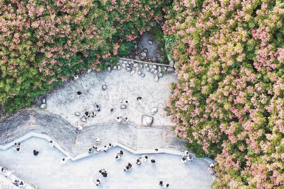 泉州栾树开花结果 点“靓”了一城秋色