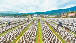 三明尤溪加大创新研发投入 打造全国食用菌产业新高地