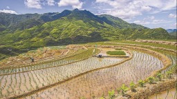 南平政和：抢抓农时插晚稻