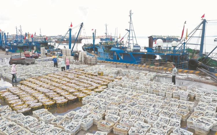 超5万吨渔获抢“鲜”上餐桌 点燃泉州消费新热潮