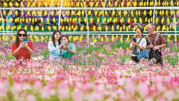 福州花海公园醉蝶花进入盛放期