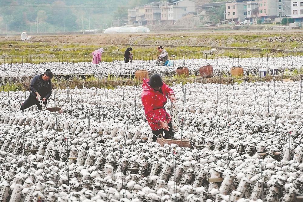 三明尤溪县：黑木耳种植规模达7000多万棒