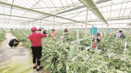 漳州平和坂仔镇：小蓝莓成“致富果”