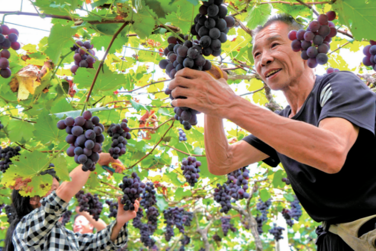 宁德周宁纯池：万亩葡萄迎丰收 “甜蜜经济”正当时_fororder_wechat_2025-09-09_093330_973_副本