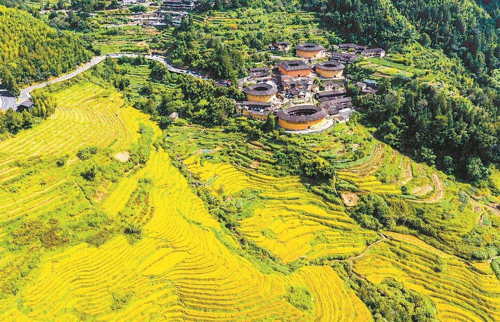 漳州南靖：稻浪金辉映土楼