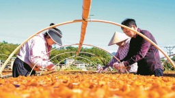 龙岩：柿饼飘香