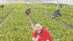 宁德柘荣：一碗“草本汤”带富一方人