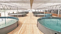 澳洲“国宝鱼”落户泉州