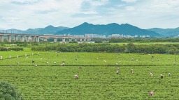 福建“土特产” 从“建群”到“破圈”