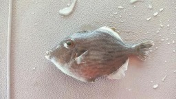 福建特产小剥皮鱼首次实现人工养殖