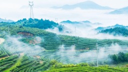 宁德屏南：雾漫茶山翠千重