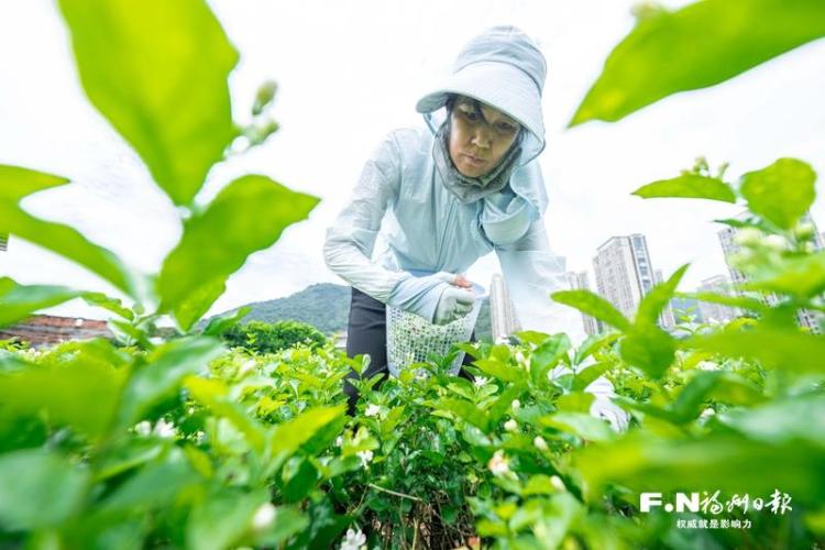 福州：让土特产叫得响 销得旺