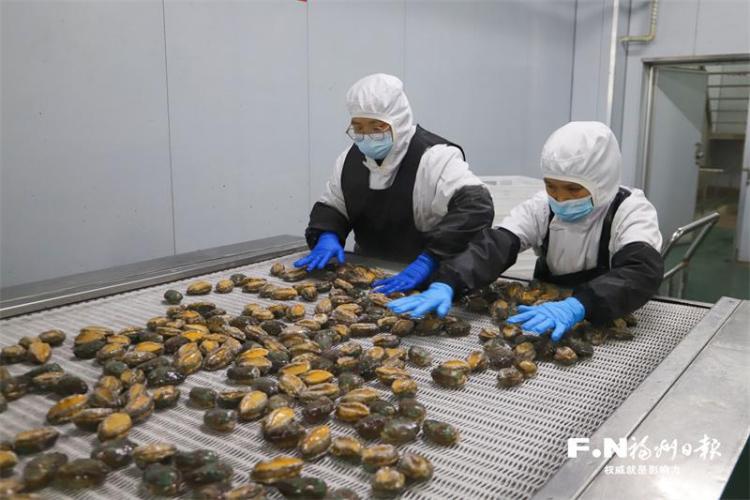 中国鲍鱼之乡福州连江持续吃透“一粒鲍”