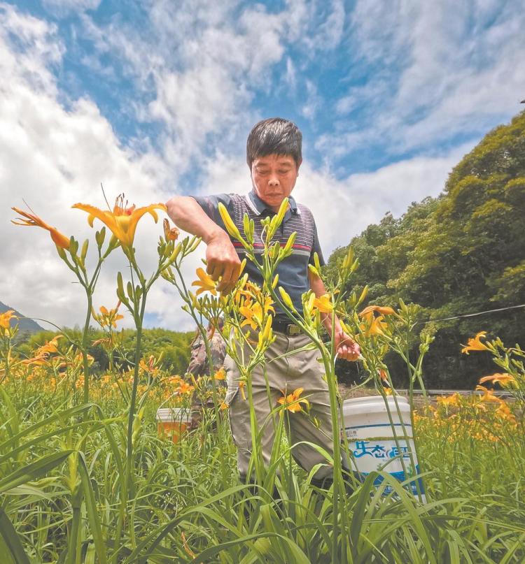 三明洋山畲族村：融合“农文旅”变出“新花样”