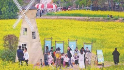 厦门海沧：金色花海邂逅“田野学堂”
