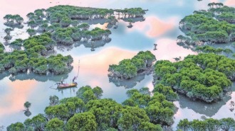 宁德霞浦： 守护“海上森林” 筑牢生态屏障