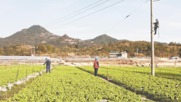 泉州永春县：冬日农事忙