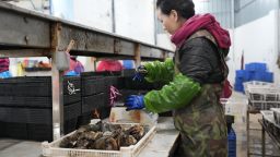 福州：连江鲍鱼从大海“直游”全国