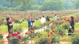 福安市梧溪村打造月季花海