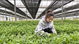 福州闽侯：精耕特色产业 巧借市场东风