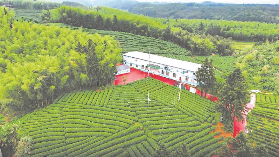 福建南平：华桥人有“三股劲”