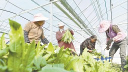南平政和：村民采摘油麦菜、生菜供应市场