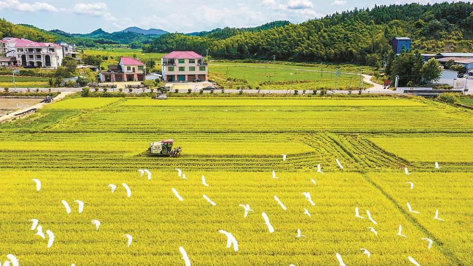 福建：杂交水稻制种上演“机器总动员”
