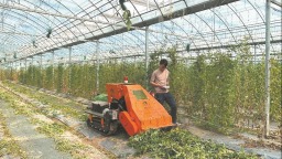 福建因地制宜推进尾菜机械化处理与资源化利用