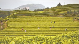 宁德周宁：老茶乡沏出“新茶香”