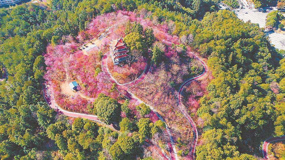 泉州唐寨山森林公园：冬樱花竞相绽放