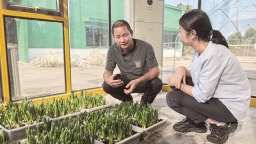 不待新春亦吐芳 漳州圆山水仙花巧解花期密码