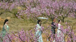 福州罗源：一朵花激活一座古村