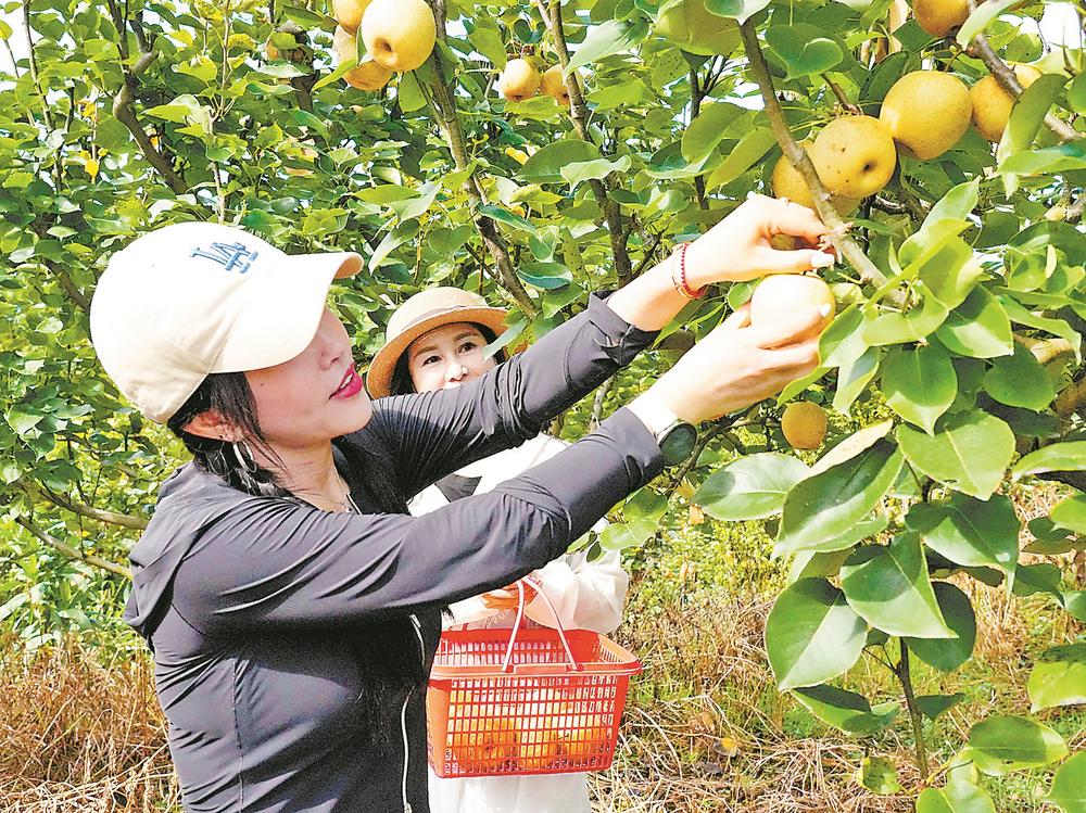 龙岩永定峰市镇：引种宝岛果 荒山变“金山”