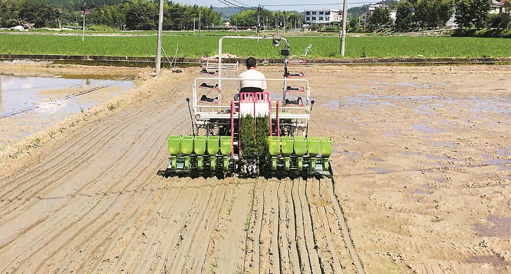 福建：杂交水稻制种上演“机器总动员”